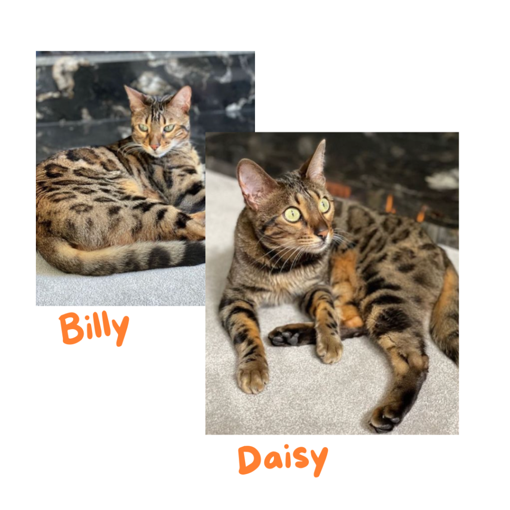 Neokit family cats Billy and Daisy tabby in colour with leopard print coats